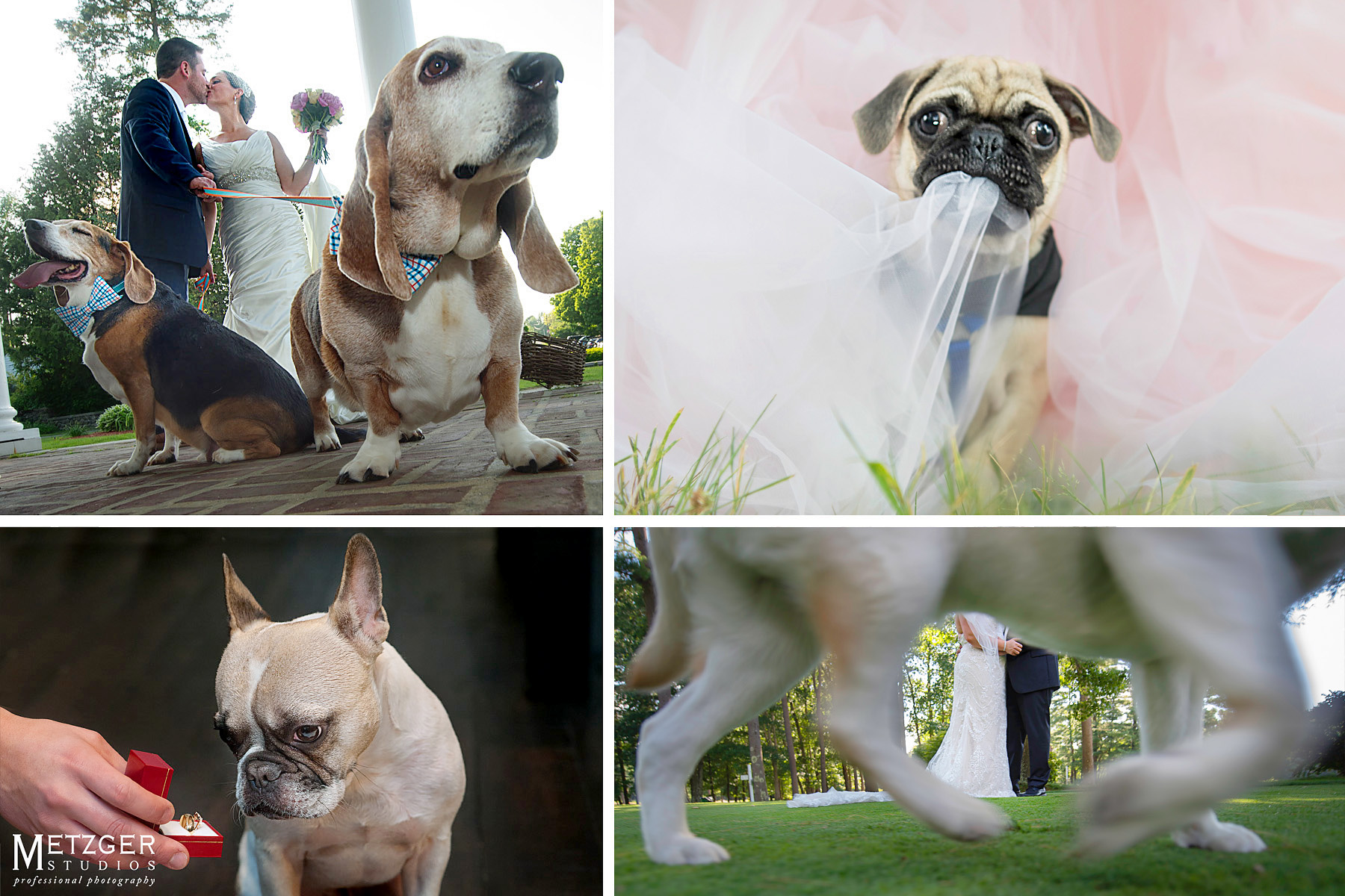 wedding photography dogs